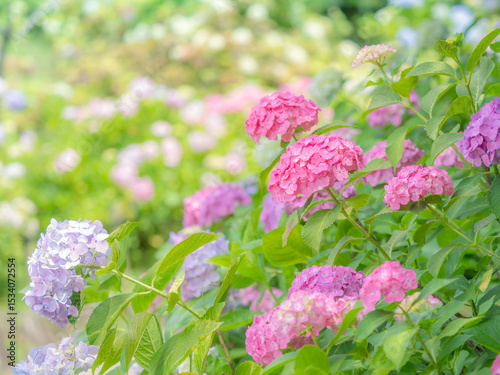 梅雨から初夏の公園や花壇を彩るアジサイのある風景。木漏れ日の光でボケた景色。ぼんやりした花畑のイメージ