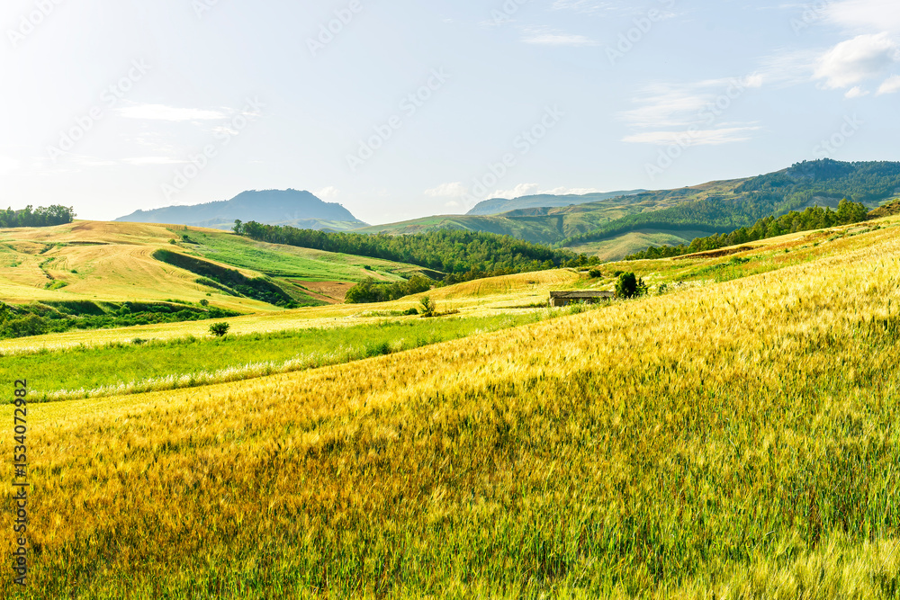 Fototapeta premium picturesque sunset or sunrise in nice green and yellow shiny field with beautiful golden rows of wheat among highland hills and bright colorful evening sky with clouds on background