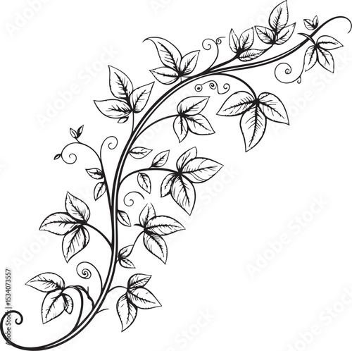 Tropical vine Vector Illustration, Sketch Drawing Line Linear Symbol Icon Engraving Coloring Book, Hand-drawn Black and White Isolated