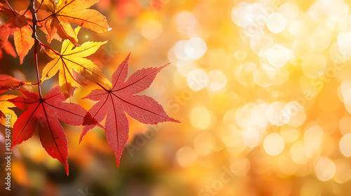 web banner design for autumn season and end year activity with red and yellow maple