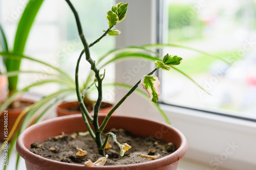 sick houseplant on windowsill. Plant without leaves. Selective focus