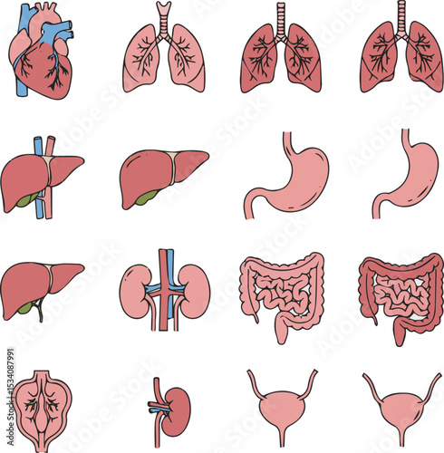 Create a kinds of Human organs line icon set. pictograms of heart, lungs, liver, stomach, intestine, kidney, bladder, anatomy thin linear vector art silhouette with white background.