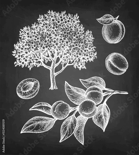 Apricot tree and fruits chalk sketches.