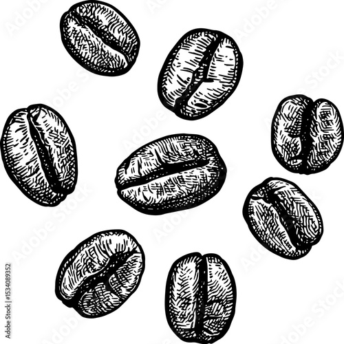 Coffee beans ink sketch.