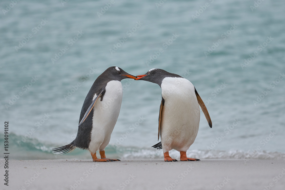 Obraz premium Gentoo Penguin (Pygoscelis papua) on a sandy beach after coming ashore on Carcass Island in the Falkland Islands.