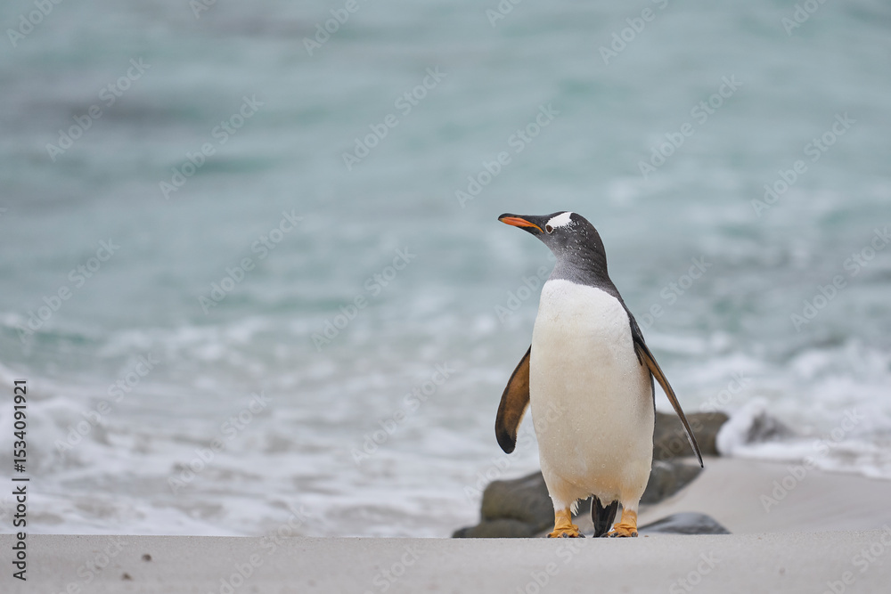 Fototapeta premium Gentoo Penguin (Pygoscelis papua) on a sandy beach after coming ashore on Carcass Island in the Falkland Islands.
