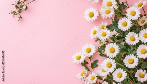 Minimal Concept of White Daisy Chamomile Flowers on Soft Pink Background