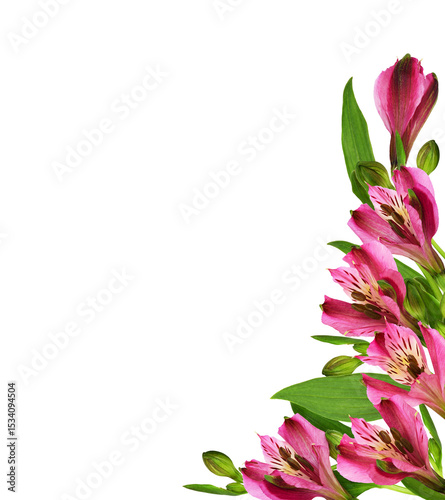 Pink alstroemeria flowers a...