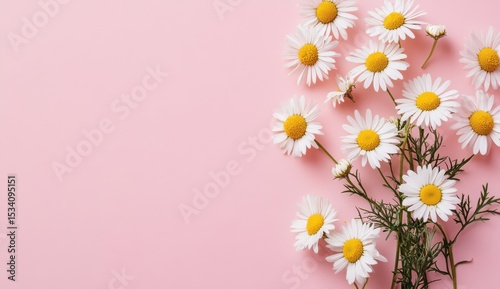 Minimalist styled concept featuring white chamomile flowers on a soft pink background