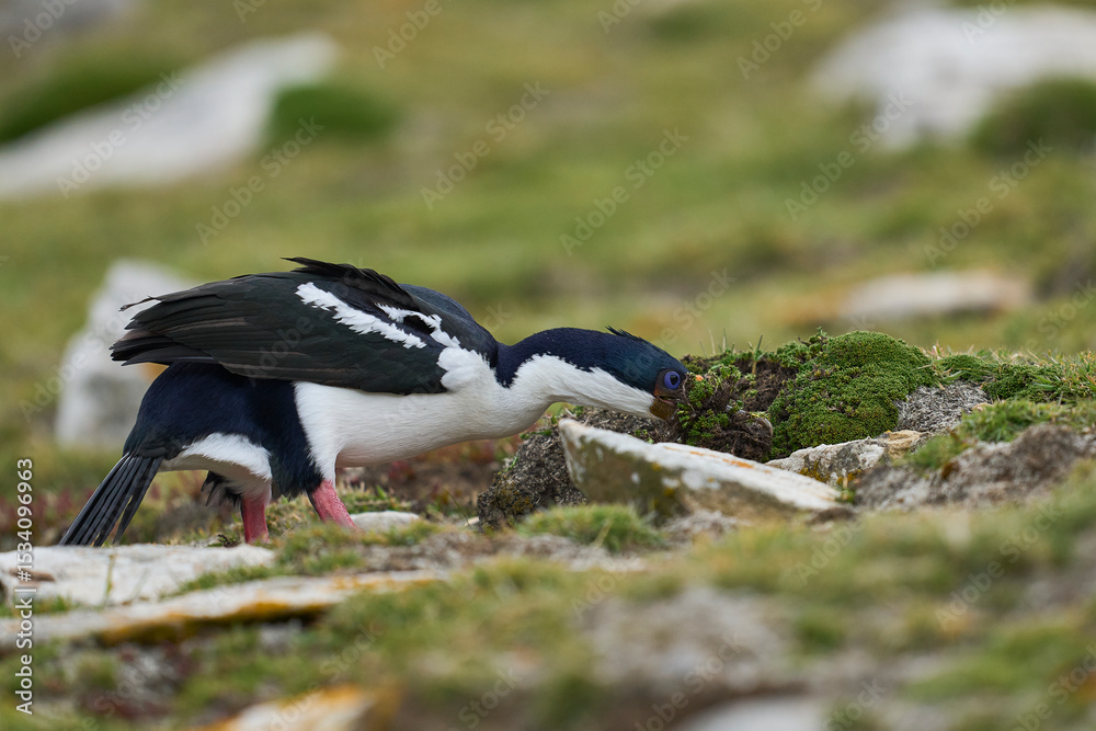 Obraz premium Imperial Shag (Phalacrocorax atriceps albiventer) collecting nesting material on the coast of Carcass Island in the Falkland Islands.