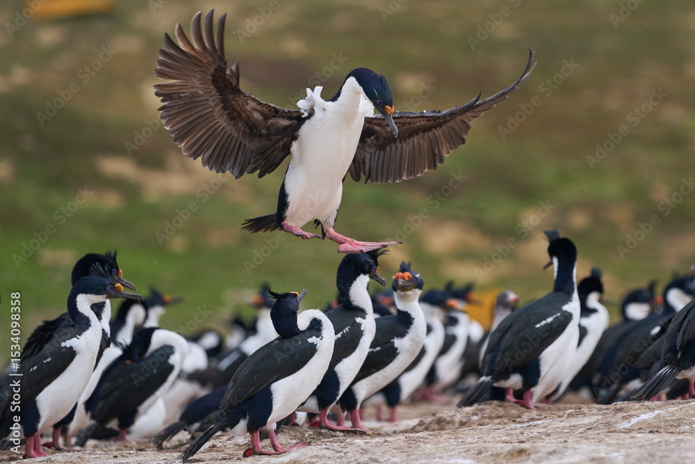 Fototapeta premium Imperial Shag (Phalacrocorax atriceps albiventer) coming in to land on the coast of Carcass Island on the Falkland Islands