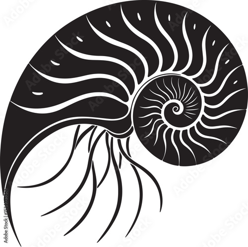 nautilus shell isolated on white