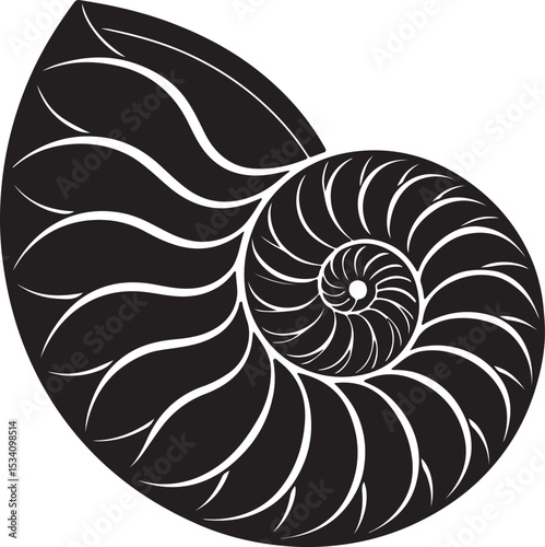 nautilus shell isolated on black