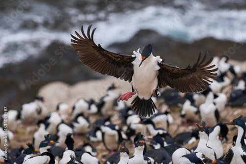 Imperial Shag (Phalacrocorax atriceps albiventer) coming in to land on the coast of Carcass Island on the Falkland Islands