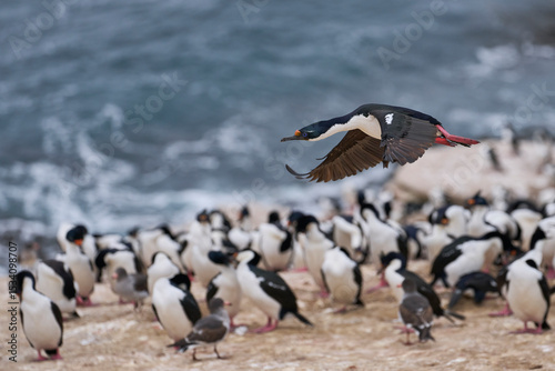 Imperial Shag (Phalacrocorax atriceps albiventer) coming in to land on the coast of Carcass Island on the Falkland Islands