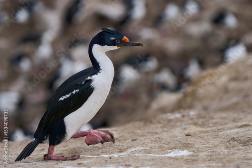 Breeding colony of Imperial Shag (Phalacrocorax atriceps albiventer) on the coast of Carcass Island in the Falkland Islands.