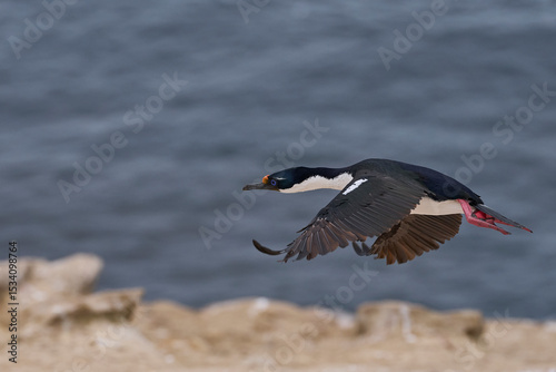 Imperial Shag (Phalacrocorax atriceps albiventer) coming in to land on the coast of Carcass Island on the Falkland Islands