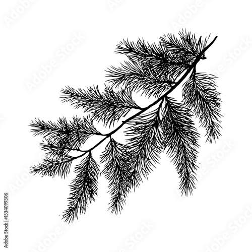Detailed hand-drawn pine tree branch with fine needles, monochrome graphic style on white background, concept of nature and botanical art