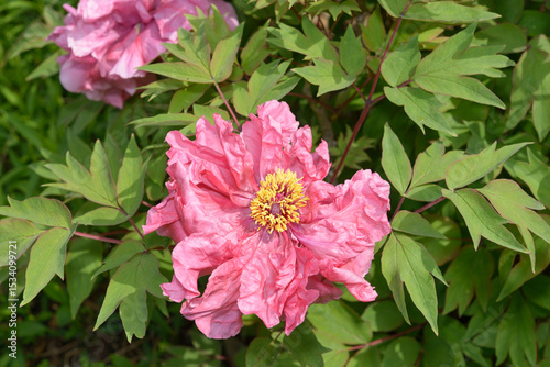 Fototapeta Naklejka Na Ścianę i Meble -  pink woody peonies with foliage in the garden at spring