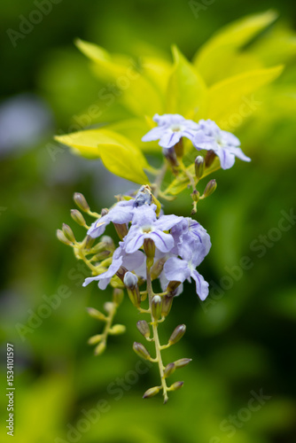 A purple flower with green leaves