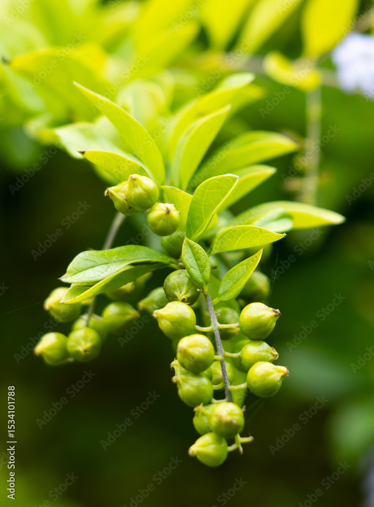 Fototapeta premium A bunch of green berries on a plant