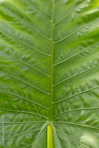 A leaf with a green color