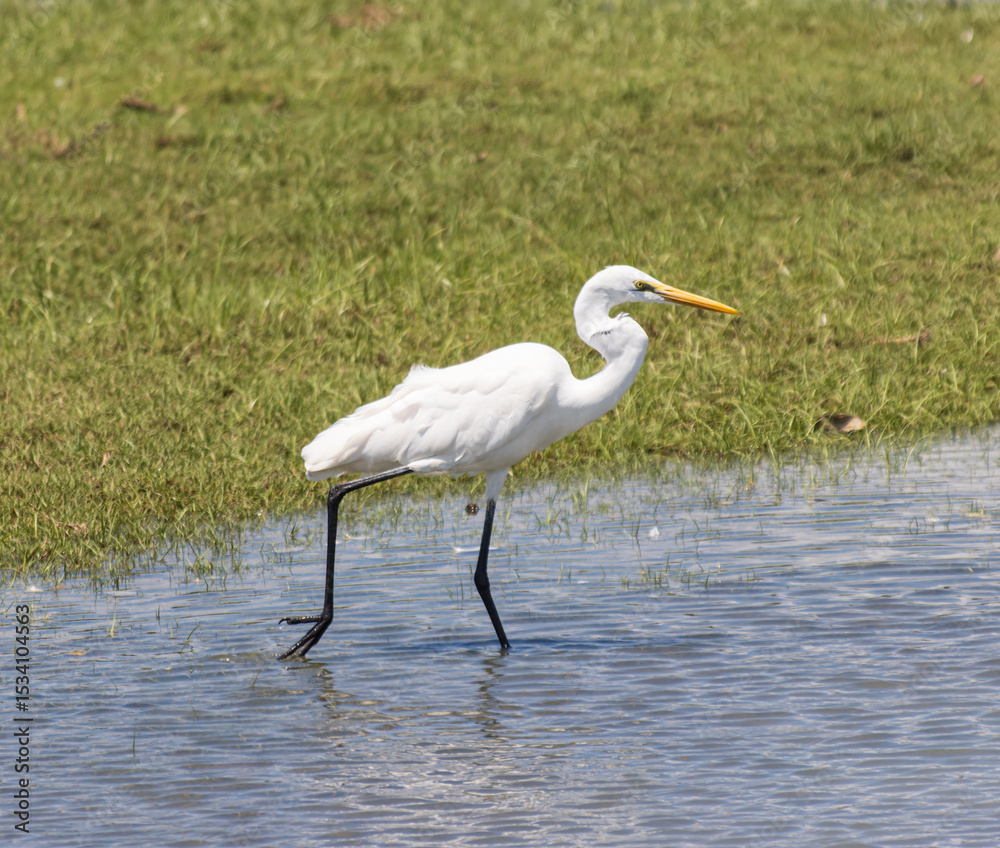 Naklejka premium A white bird with a long neck is walking in the water