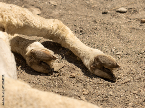 A goat's hoof is laying on the ground