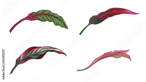 A single ruby chard stem isolated on white background, vibrant red and green leaf vegetable detail, fresh and healthy plant close-up, minimalistic style, natural food concept