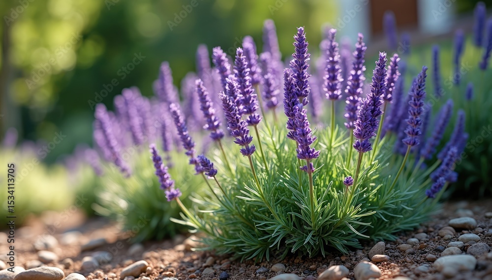 Obraz premium Lavender plants with vibrant purple flowers in garden. Blooming lavandula stoechas. Beautiful floral background. Sunny day. Summer season. Floral landscape. Green leaves and stones.