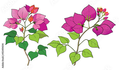 Photo of vibrant pink and magenta bougainvillea blossoms, isolated on white background, showcase their lush green leaves in a botanical illustration