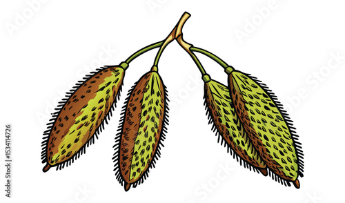 Photo of a cluster of spiky, olivegreen and brown seed pods hangs from a slender stem, isolated on white background