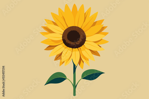 sunflower on white background
