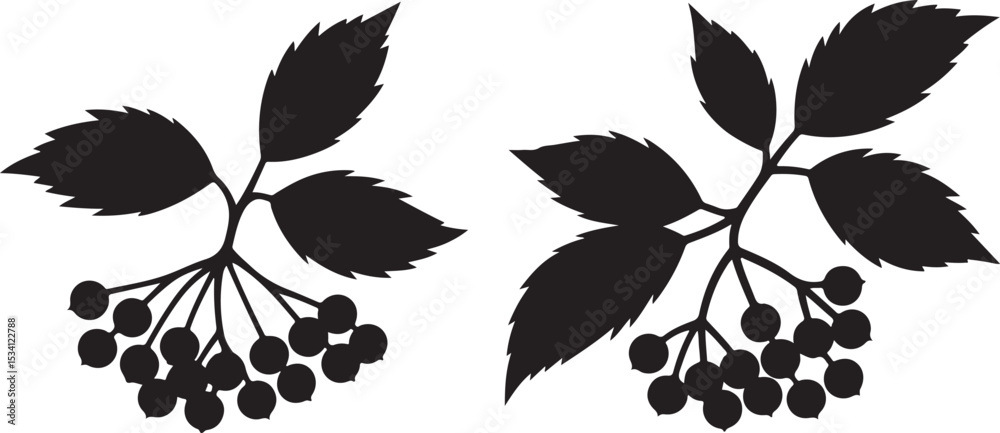 Obraz premium Black Silhouettes of Viburnum Branches with Berries and Leaves