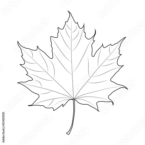 Maple leaf line art vector design. Maple leaf outline illustration design.