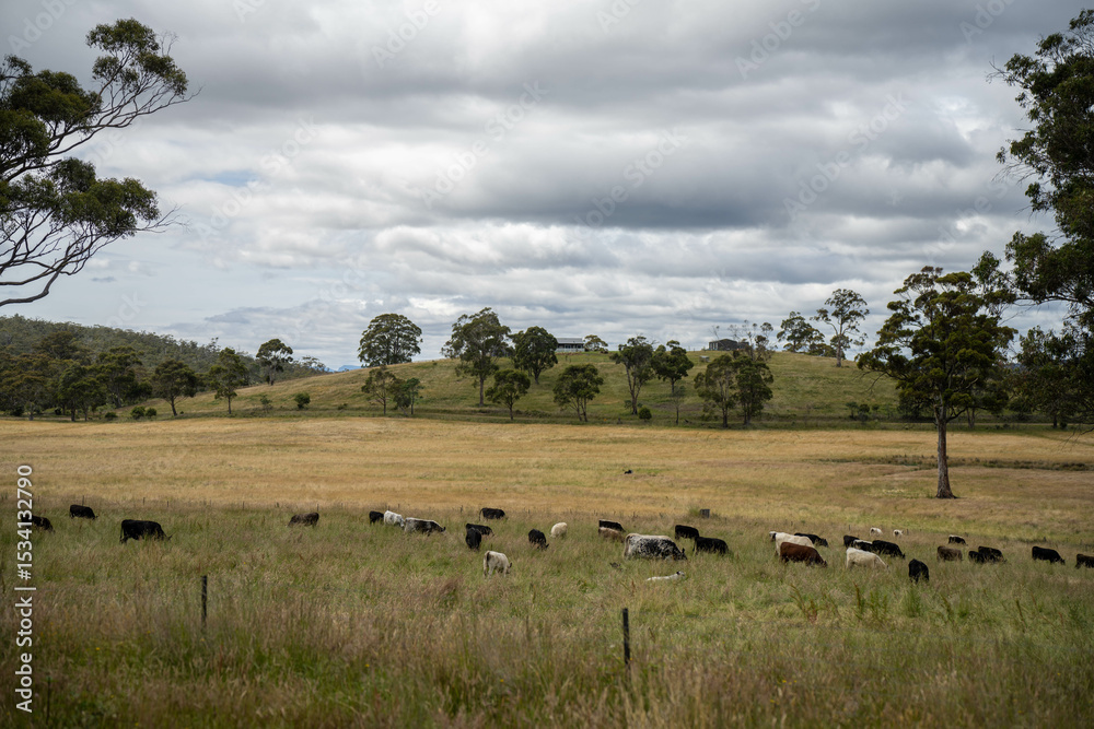beautiful cattle in Australia eating grass, grazing on pasture. Herd of cows free range beef being regenerative raised on an agricultural farm. Sustainable farming beautiful cattle in Australia eating grass, grazing on pasture. Herd of cows free range beef being regenerative raised on an agricultural farm. Sustainable farming