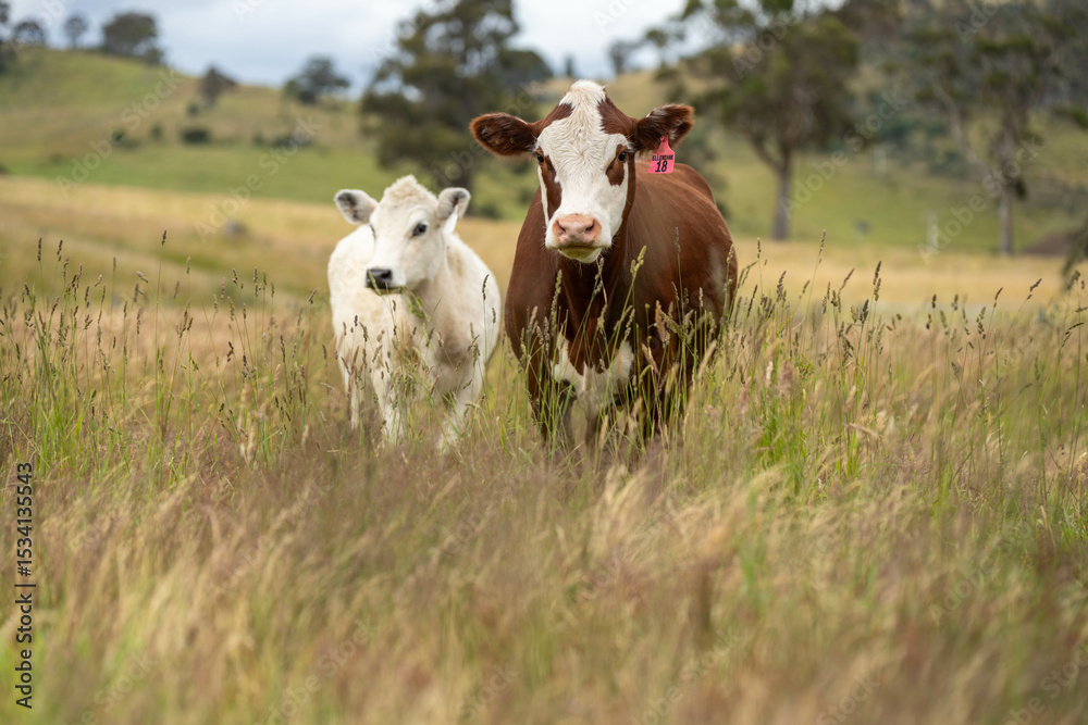 beautiful cattle in Australia eating grass, grazing on pasture. Herd of cows free range beef being regenerative raised on an agricultural farm. Sustainable farming beautiful cattle in Australia eating grass, grazing on pasture. Herd of cows free range beef being regenerative raised on an agricultural farm. Sustainable farming