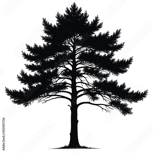 Black Silhouette Cedar Tree Vector with Horizontal Branch Layers and Dense Foliage in Flat Minimal Nature Style on White Background Full HD