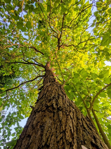 Foto Looking up at tall tree with textured bark and green leaves in sunlight