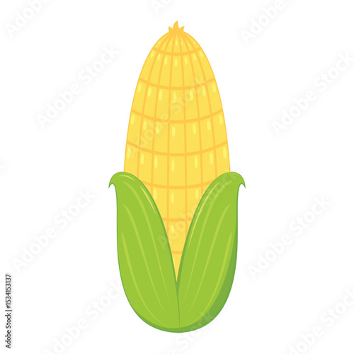 Corn isolated vector .halves and grains in different angles on a white. Corn vector.