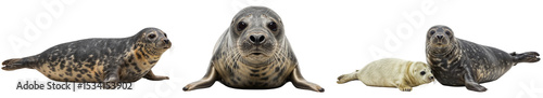 Adorable collection of grey seals (Halichoerus grypus), side view, front view and mother with baby photo