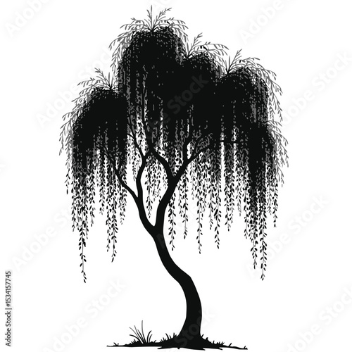Black Silhouette Willow Tree Vector Illustration with Drooping Branches and Flowing Leaves in Minimal Nature Style on White Background Full HD