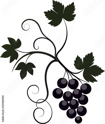 grapes vector illustration