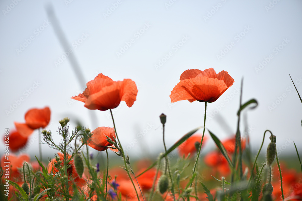 Naklejka premium poppies. delicate petals of red poppies in the sun. background with poppy flowers. Beautiful red poppy wild flower and buds in the field. beauty in nature. close-up. spring season, summer time