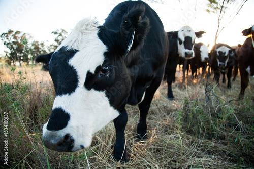 One black and white cow close up