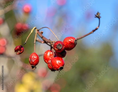 Close-up of red berries on a branch