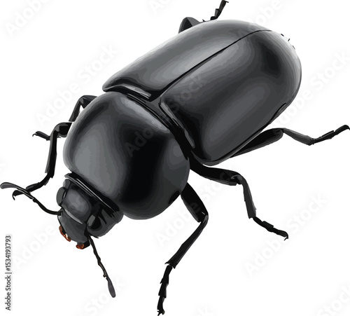 black beetle isolated on white