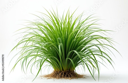 Vetiver grass isolated on white background. Rich green plant with long leaves, visible roots, ideal for eco-friendly designs. Used in perfumery, aromatherapy. Nature, earth, growth, peace,