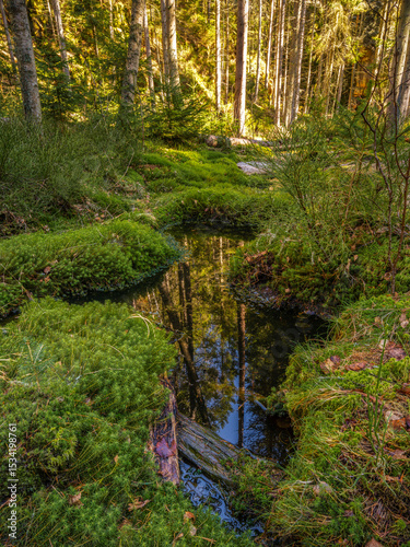 waterhole in the moor - Wassloch im Moor