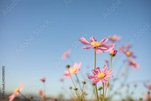 Vibrant pink cosmos flowers with blue sky background and copy space